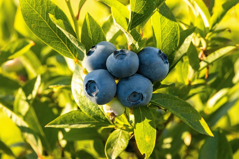 Reife Heidelbeeren.