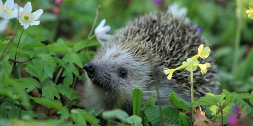 Pestizidfrei Gärtnern: 13 Tipps für einen gesunden Garten