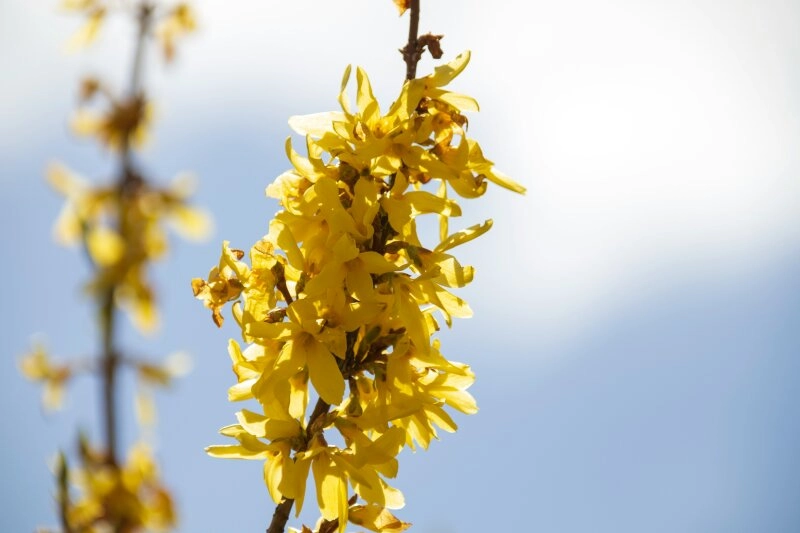 Die Forsythie - gut zu erkennen an ihren gelben Blüten.
