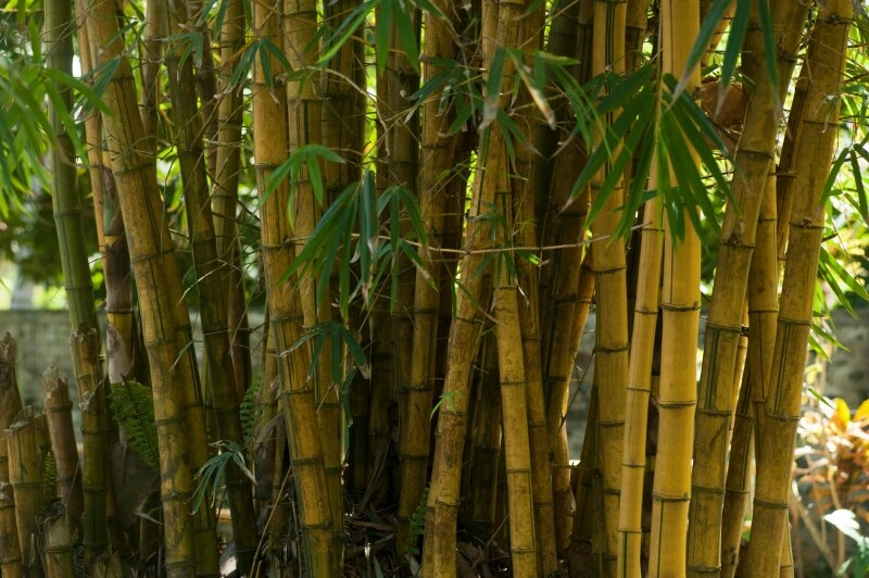 Der exotische und invasive Bambus - ein leider falsches Gefühl von Fer