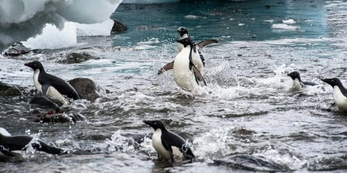 Danger Islands - Schutz der antarktischen Pinguine