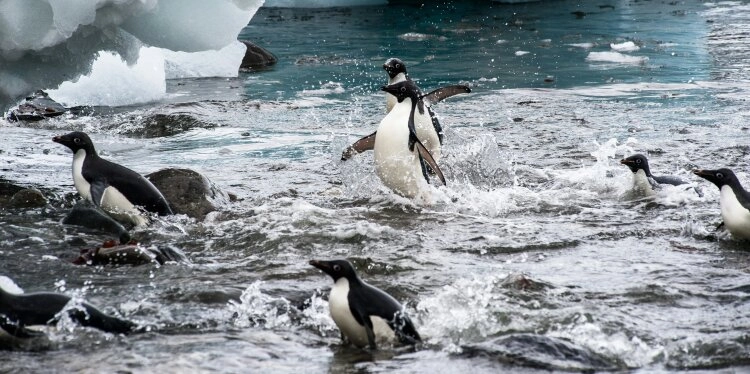 Die Adeliepinguine