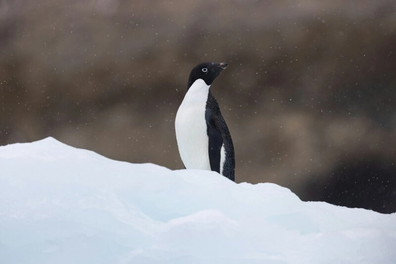 Von nun an dürfen die Adeliepinguine ungestört brüten.