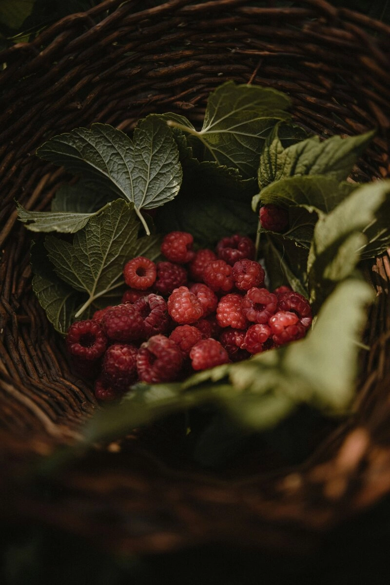 Frisch gepflückte Himbeeren.