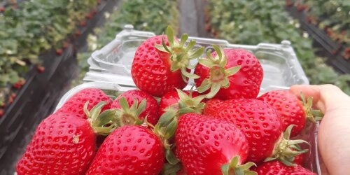 Was du bei importierten Erdbeeren beachten solltest