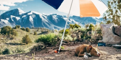 So schützt ihr euren Hund vor der Sommerhitze