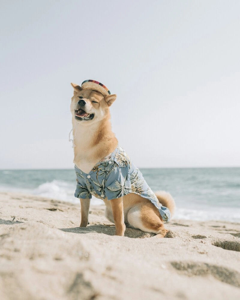 Mach deinen Hund bereit für den Sommer!