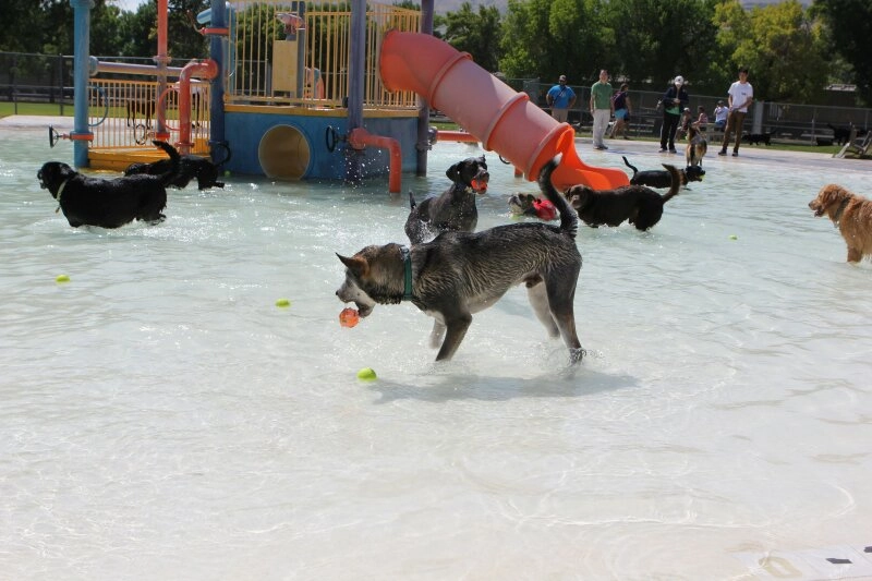Auch für Hunde ein Spaß: Ein Tag im Pool!