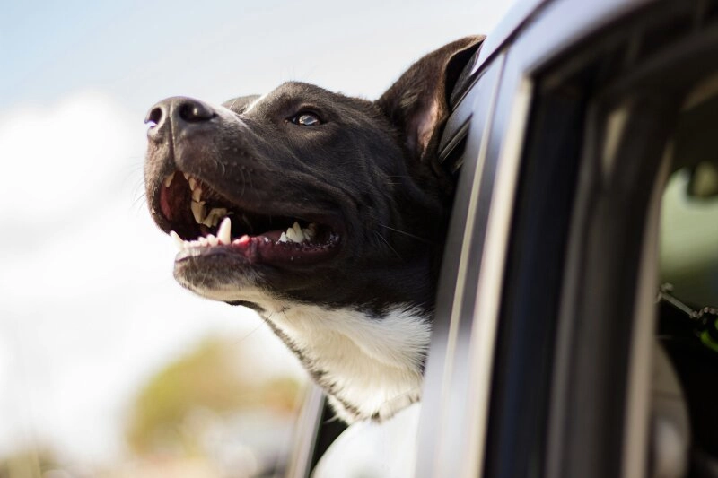 Niemals im Sommer den Hund im Auto lassen!