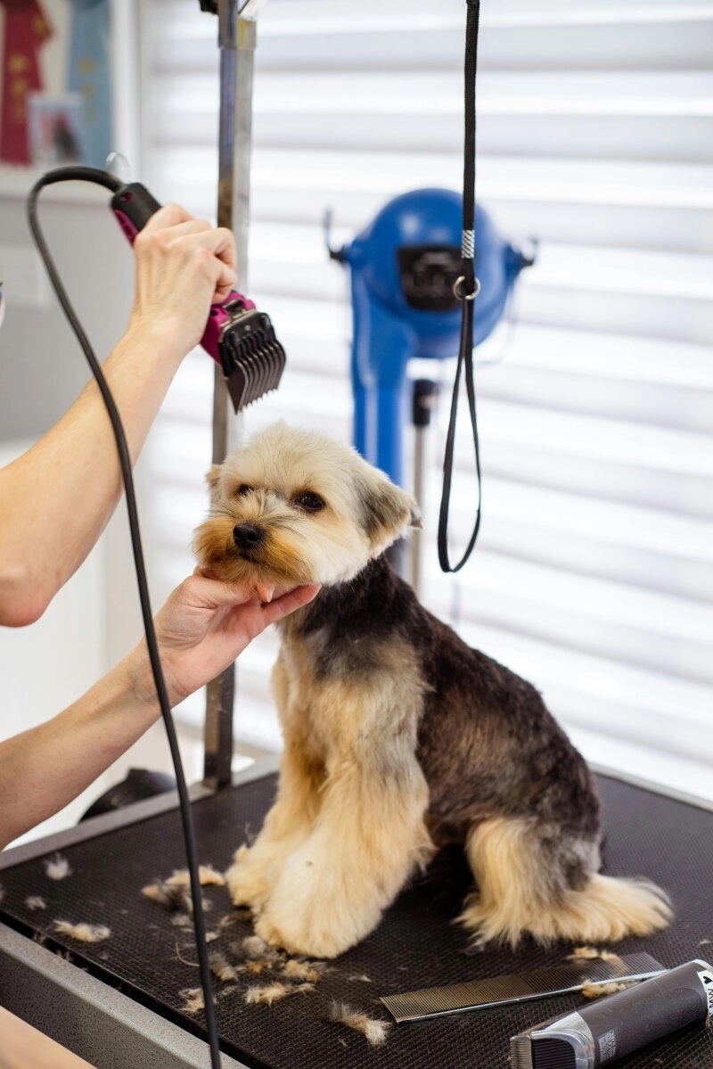 Ein geschorener Hund - Beim Hundefriseur bekommt eurer Vierbeiner eine
