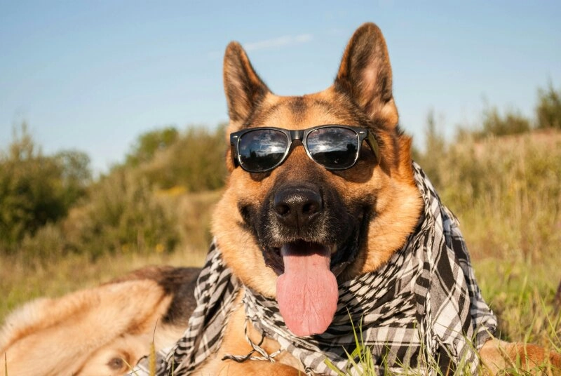 Ein cooler Hund ist ein gesunder Hund!