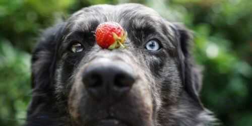 Darf mein Hund Erdbeeren essen?
