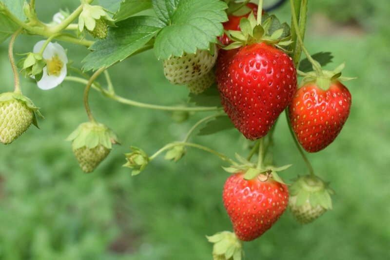 Vom eigenen Erdbeerstrauch sind sie besonders lecker und gesund!