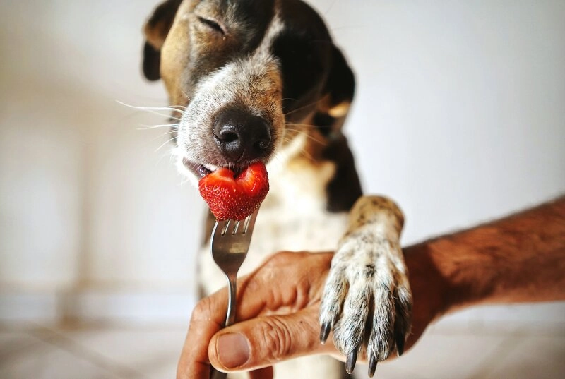 Auch für Hunde ein Genuss - Die Erdbeere!