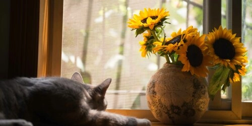 So bleiben Sonnenblumen in der Vase länger frisch!