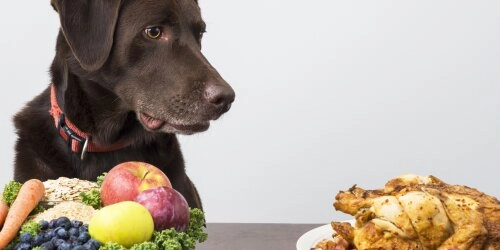 Ist eine vegane Ernährung für den Hund gesund?