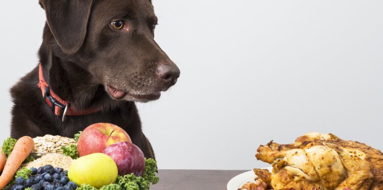 Ist eine vegane Ernährung für den Hund gesund?
