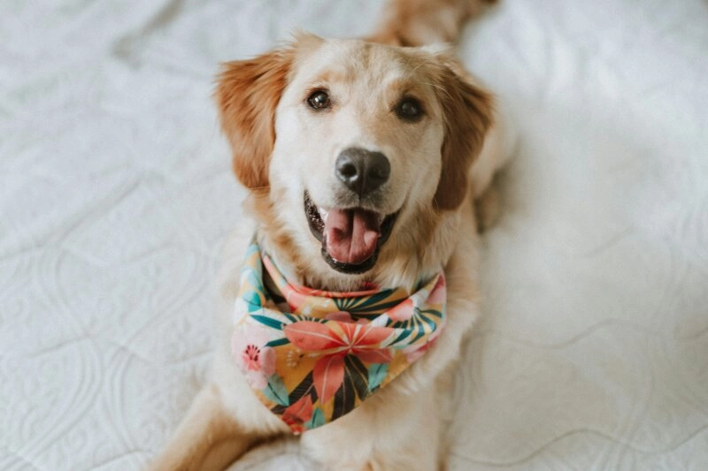 Grundsätzlich gilt: Ein gesunder Hund ist ein glücklicher Hund!