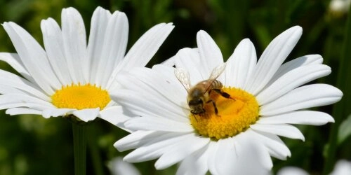 Blütenzauber für Bienen: So machst du deinen Garten und Balkon insektenfreundlich