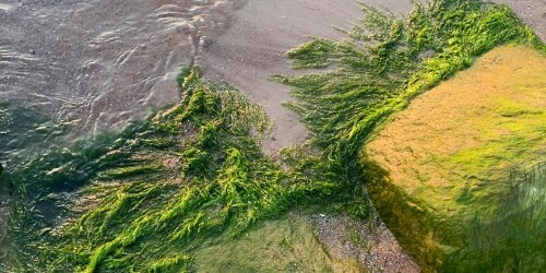Von wegen Badespaß: Blaualgen befallen Gewässer