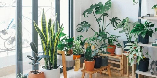 Sommerhitze? Diese Zimmerpflanzen kühlen deine Wohnung