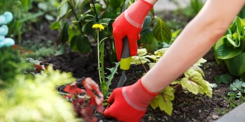 Unkraut im Garten – Top 5 nützlicher Kräuter