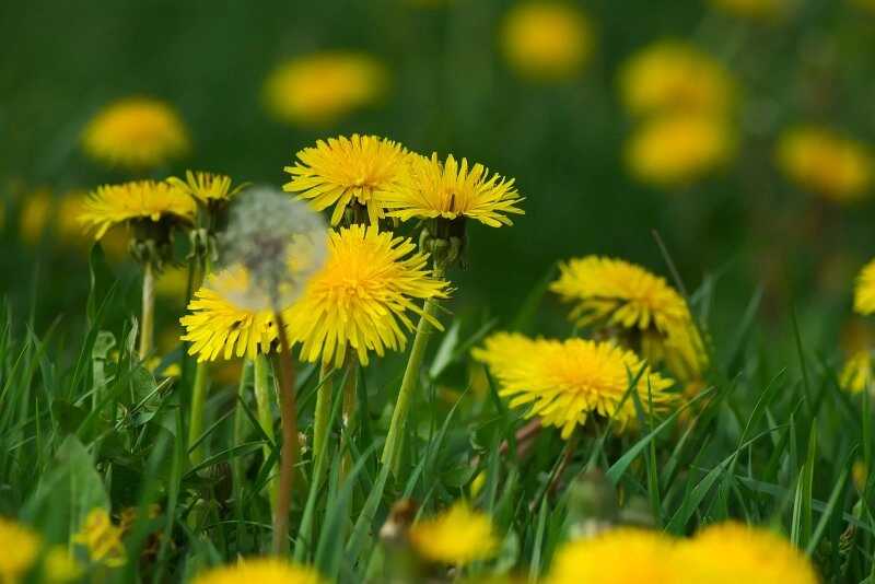 Löwenzahn oder Pusteblume, jeder kennt dieses “Unkraut”!