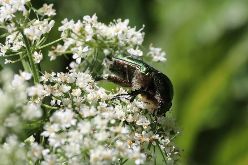 Auch Insekten erfreuen sich großer Biodiversität im Garten!