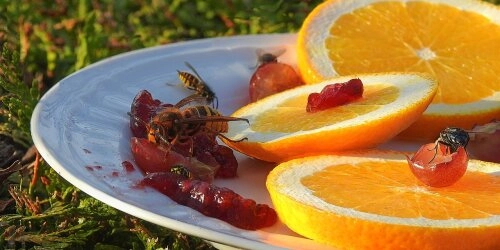So hältst du Wespen fern – ohne ihnen zu schaden