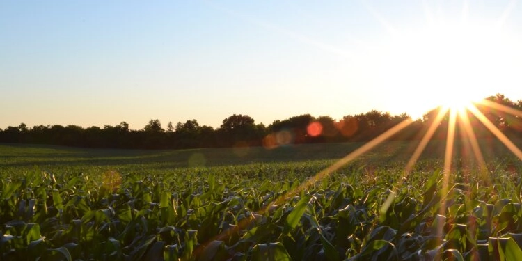 Grünes Pflanzenfeld mit Sonnenuntergang