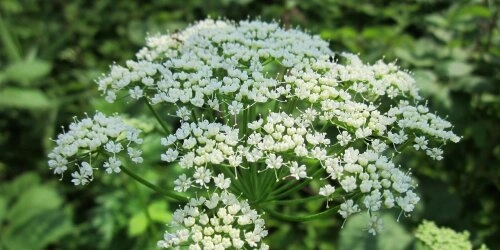 Giersch im Garten – "Unkraut" oder vielseitiges Heilkraut?