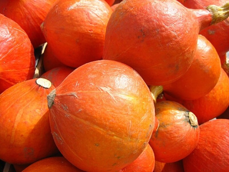 Hokkaido Kürbis
