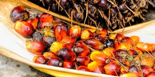 Klimasünder Palmöl?