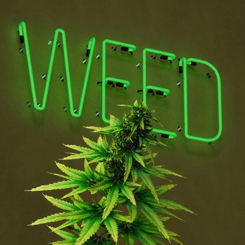 Hanf oder auch Weed, zu Deutsch Gras, ist nach wie vor ein Thema für D