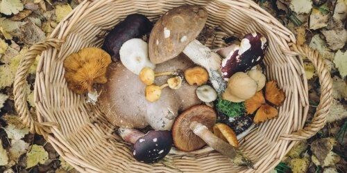 Essbare Pilze sammeln: Darauf sollte man achten!