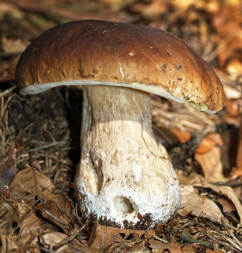 Der köstliche und beliebte Steinpilz