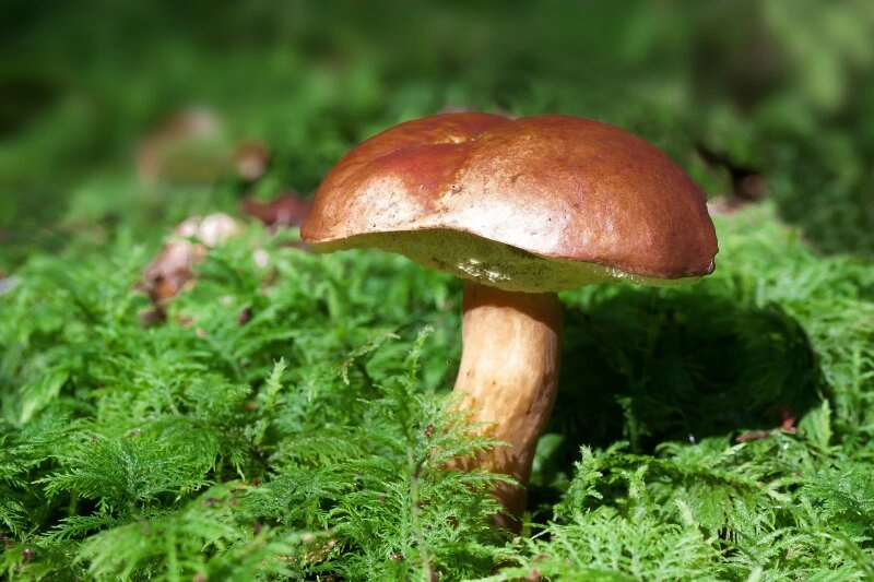Vor allem als junger Pilz sehr zu empfehlen!