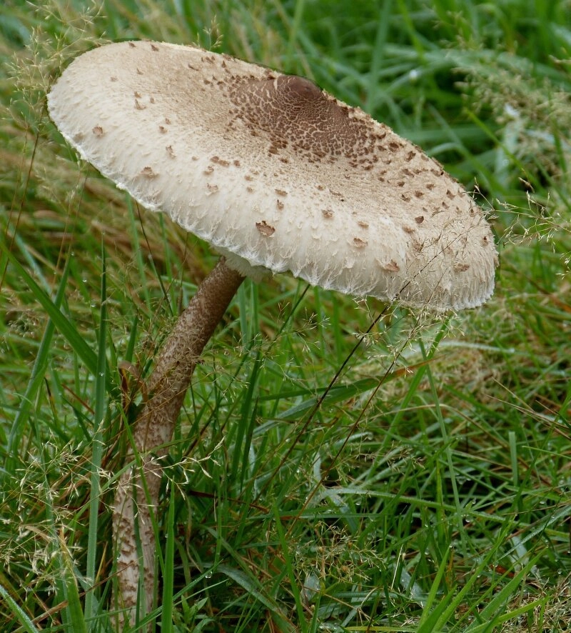 Als Schnitzel paniert in der Pfanne schmeckt der Parasol sehr köstlich