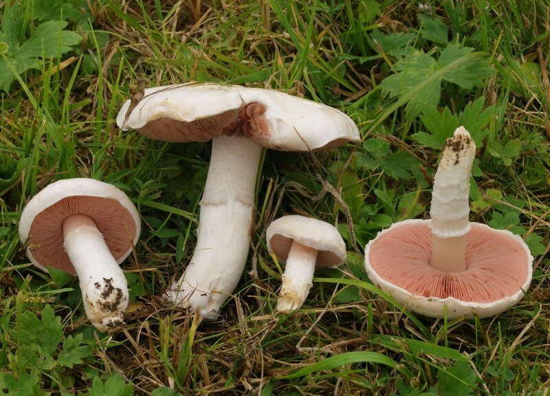 Nur was für Erfahrene - der Wiesenchampignon!