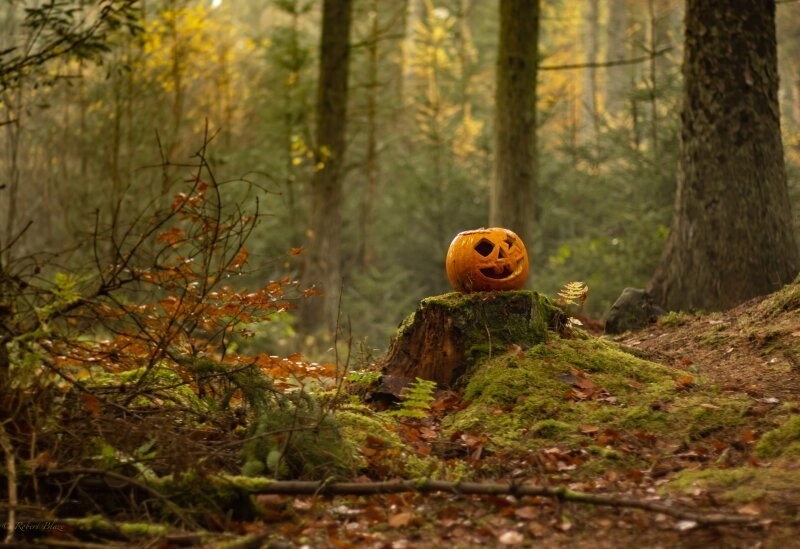 Für eure Halloween-Party könnt ihr Naturmaterialien im Wald sammeln!