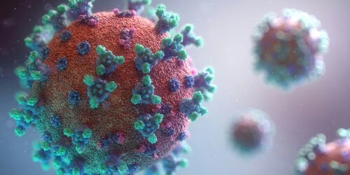 Borna-Virus: Tödliche Krankheit wird durch Spitzmaus übertragen