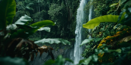 Rainforest Alliance