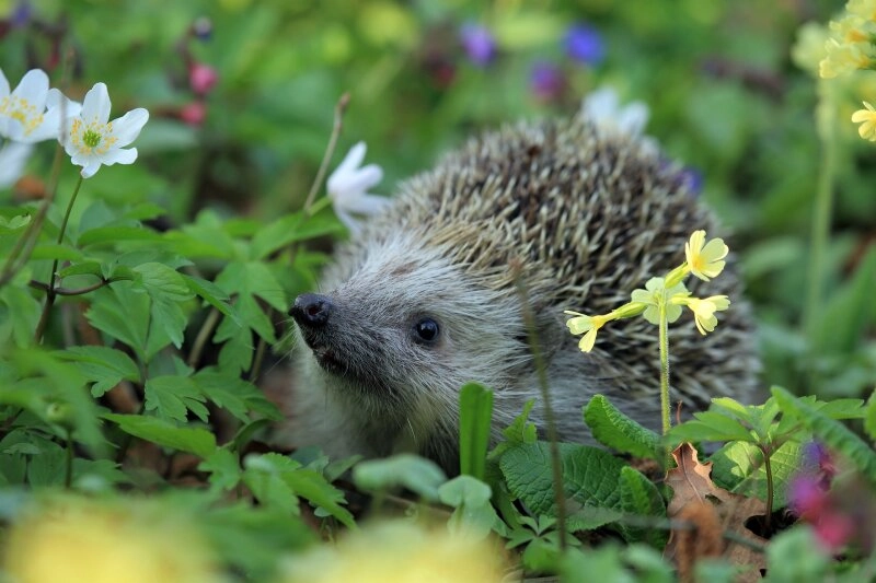 Damit der Igel bei uns überwintern kann, müssen wir ihm mit Laubhaufen