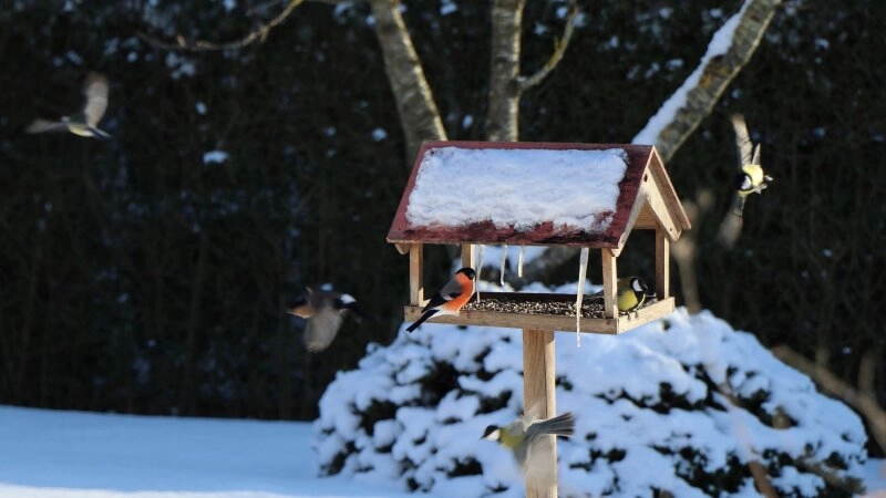 Vor allem im Winter benötigen Vögel eine Futterstelle.