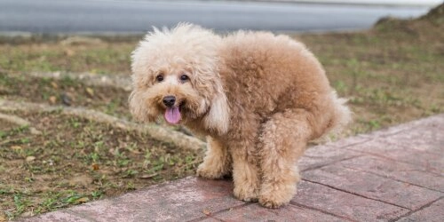 Achtung: Warum du Hundehaufen immer einsammeln solltest!