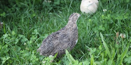 Japanische Legewachteln im Garten halten