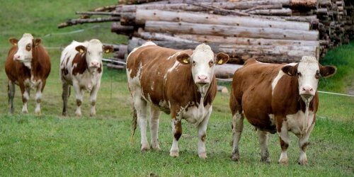 Biohaltung: Artgerechte und nachhaltige Tierhaltung