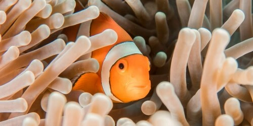 Diversität im Tierreich 2 –  Wenn Tiere das Geschlecht ändern