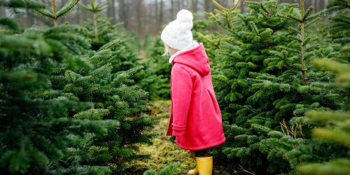 Gefährliche Pestizide in Weihnachtsbäumen
