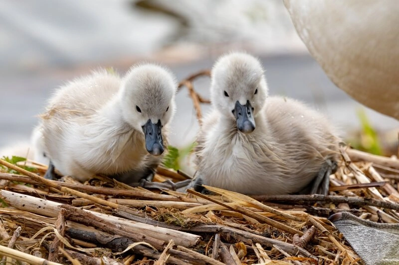 Baby Schwäne